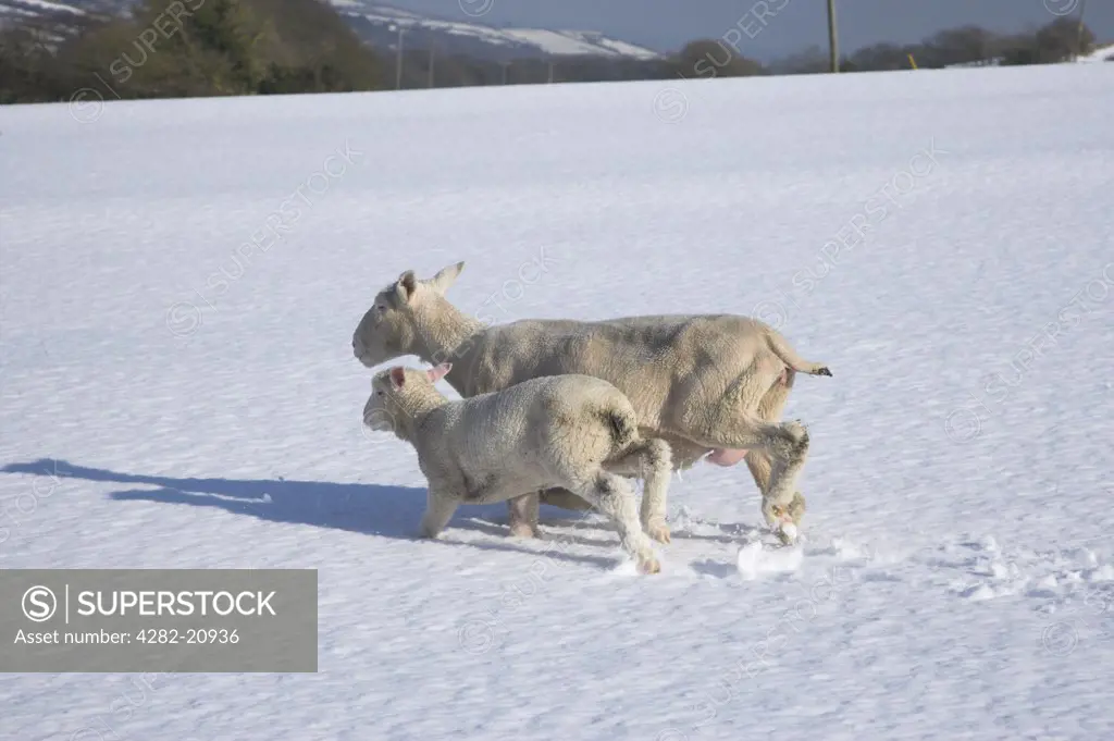 England, Dorset, Corfe Castle. Ewe and her lamb running in snow covered fields on the Purbeck Hills near Corfe Castle.