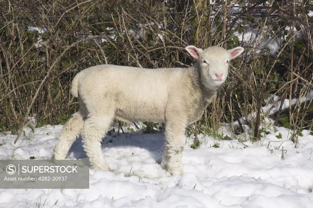 England, Dorset, Corfe Castle. A lamb in the snow covered Purbeck Hills above Corfe Castle.