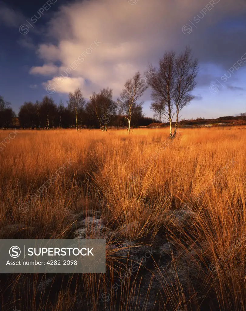 England, Lancashire, Chorley. Winter grasses glow in the evening light near Healey Nab, Chorley. The name Chorley is Anglo-Saxon for 'the peasants clearing'.
