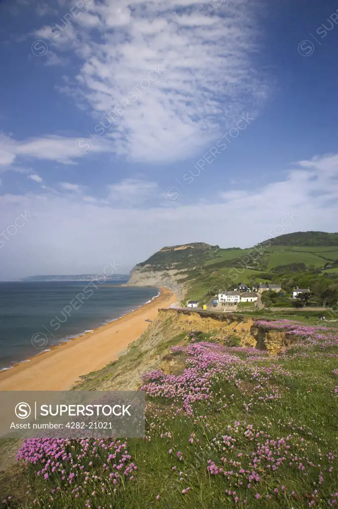 England, Dorset, Chesil Beach. Sea Thrift (Armeria maitima) at Seatown overlooking Chesil Beach on the Jurassic coast of Dorset with the Golden Cap, the highest sea-cliff on the southern coast of England (619 feet), in the distance.