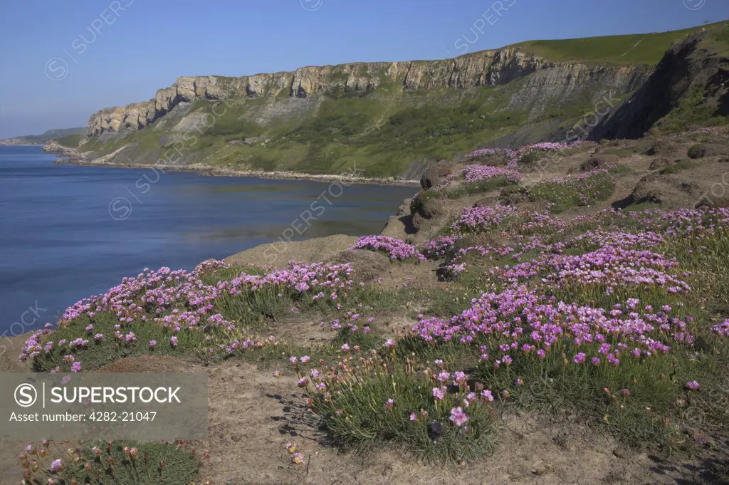 England, Dorset, Brandy Bay. View across to Brandy Bay on the Jurassic coastline of Dorset with Gad Cliff and Worbarrow Bay in the distance.