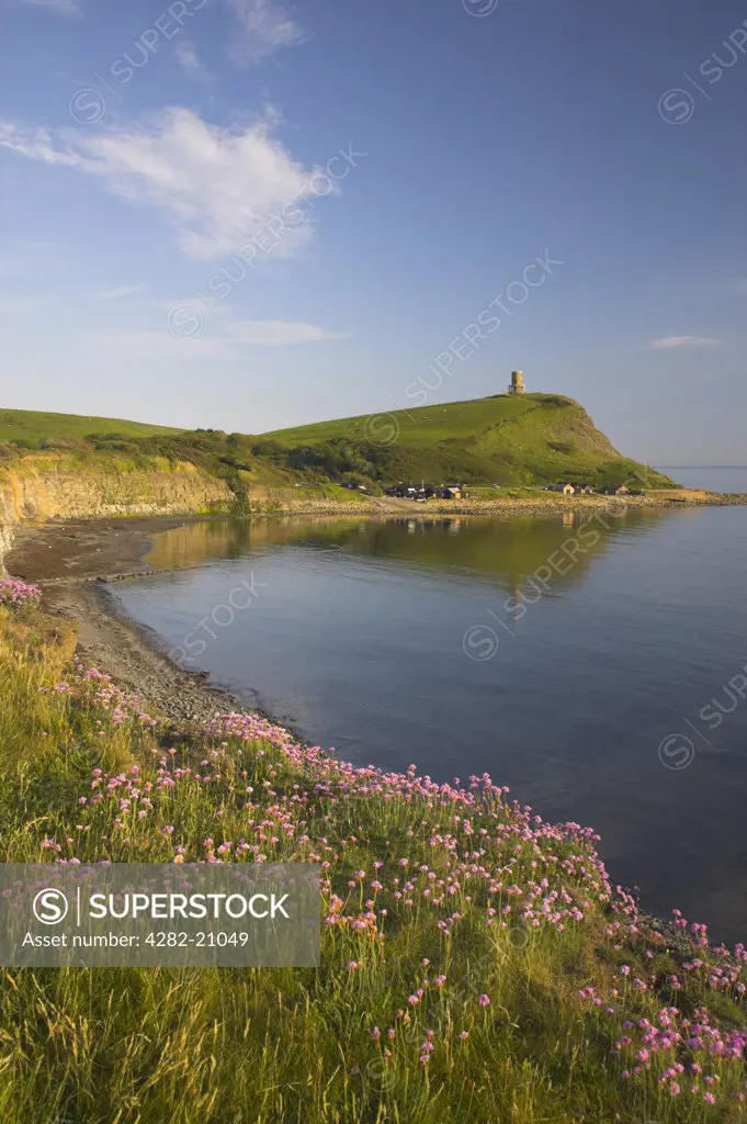 England, Dorset, Kimmeridge. View over Thrift growing on cliff tops towards Clavel Tower at Kimmeridge.