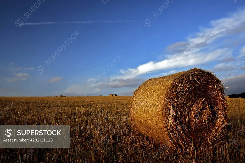 England, North Yorkshire, York. Blue skies over round hay bales on harvested fields in North Yorkshire.