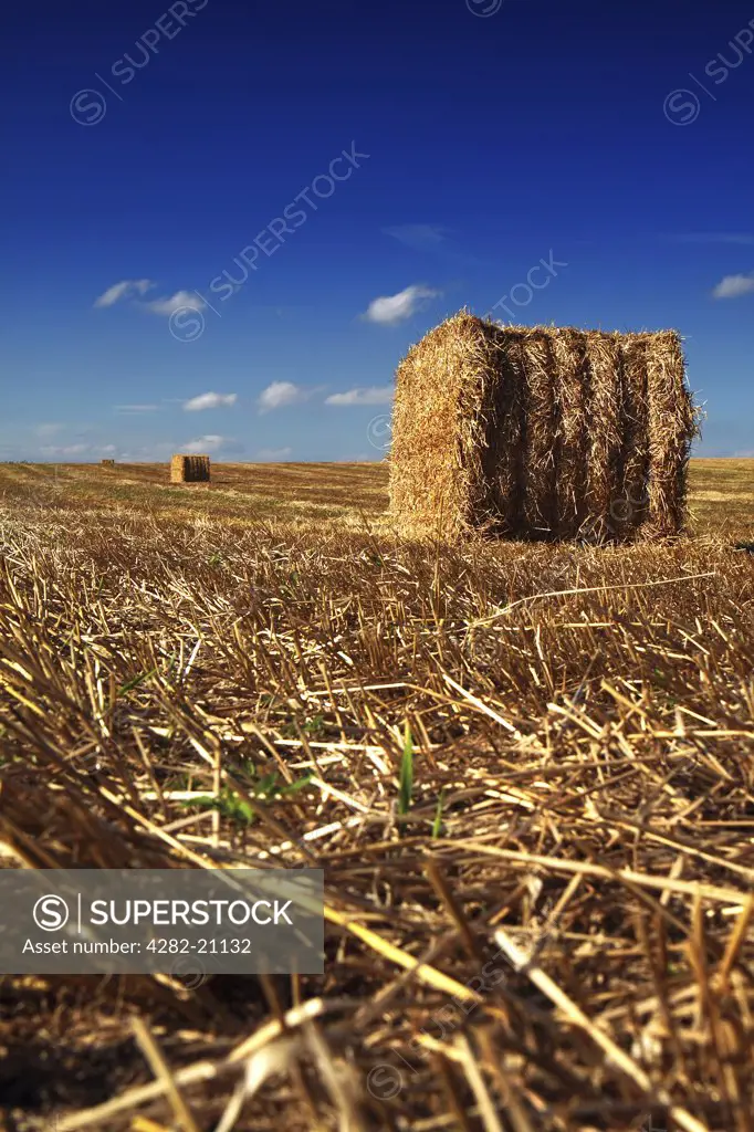 England, North Yorkshire, York. Round hay bales on harvested fields in North Yorkshire.