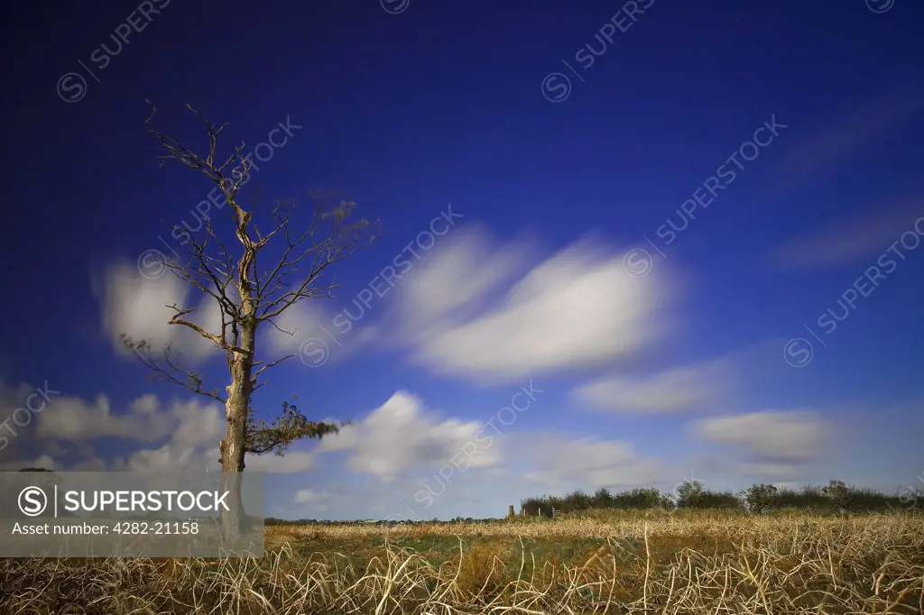 England, Oxfordshire, Oxford. Blue skies over a leafless tree and field Oxford.
