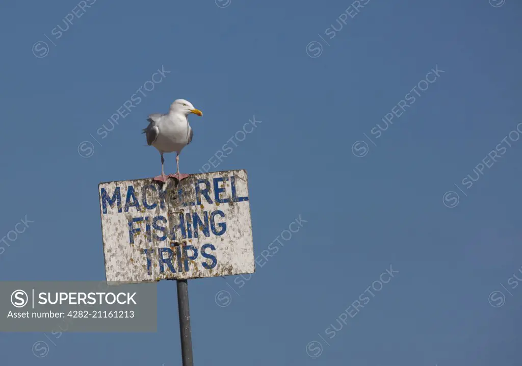 A herring gull sits on top of a sign advertising fishing trips.