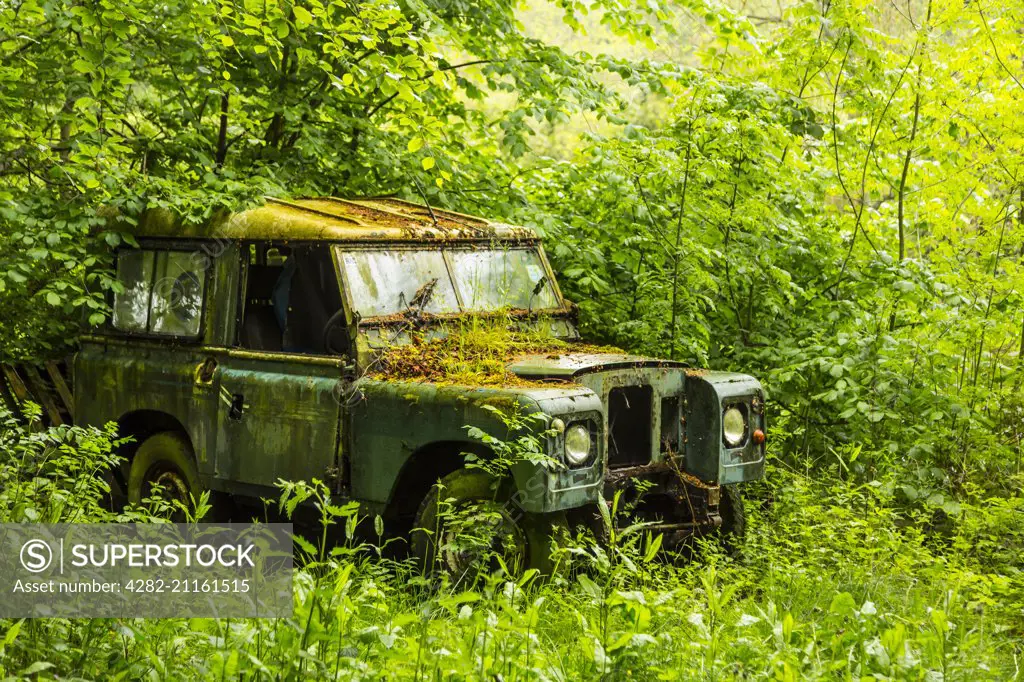 An old Land Rover is reclaimed by nature.
