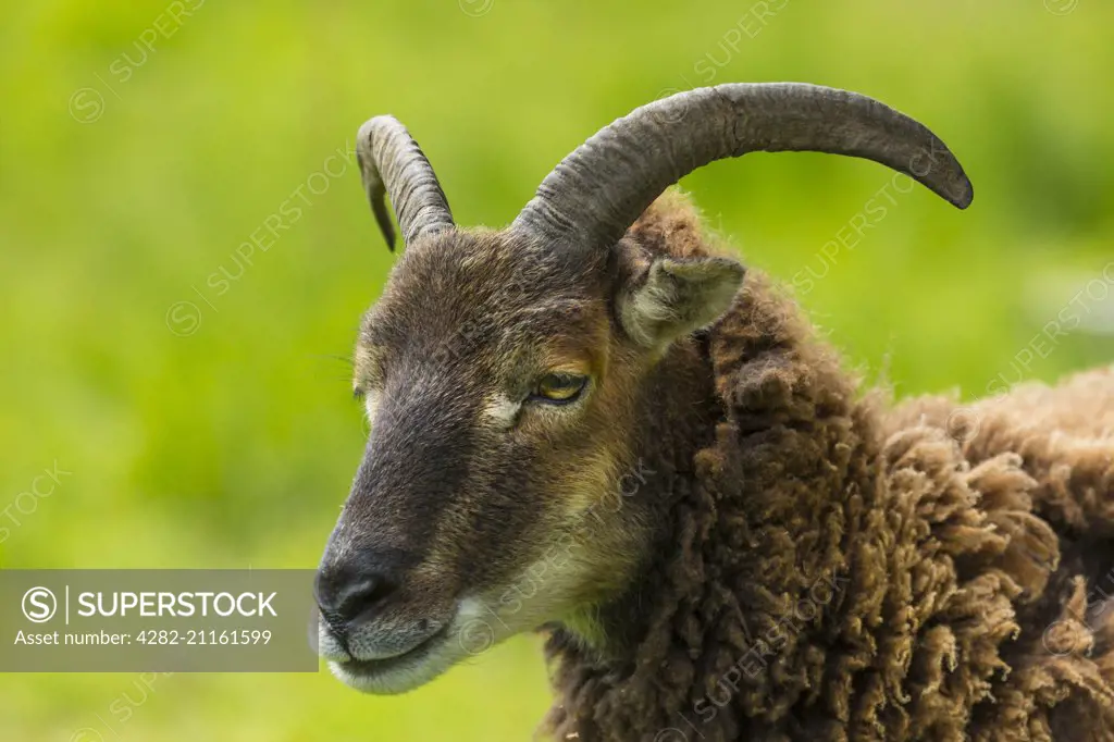 A Soay sheep.