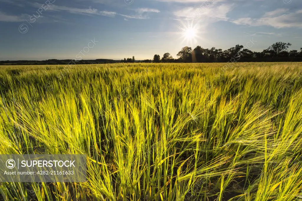 Sunset over a barley field.