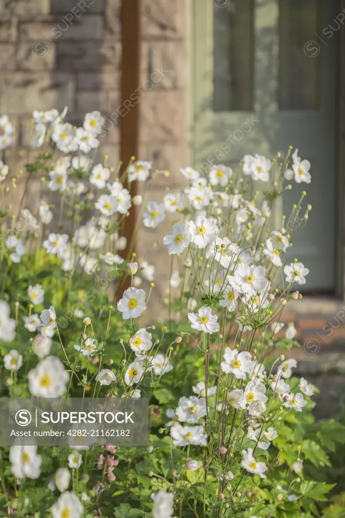 Japanese anemones growing in a cottage garden.