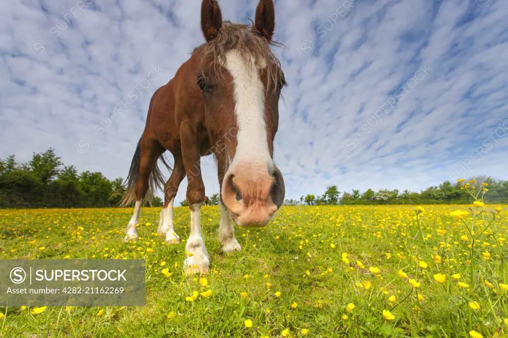 A chestnut horse in a field of buttercups.