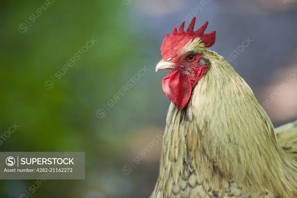 A portrait of a cockerel chicken.