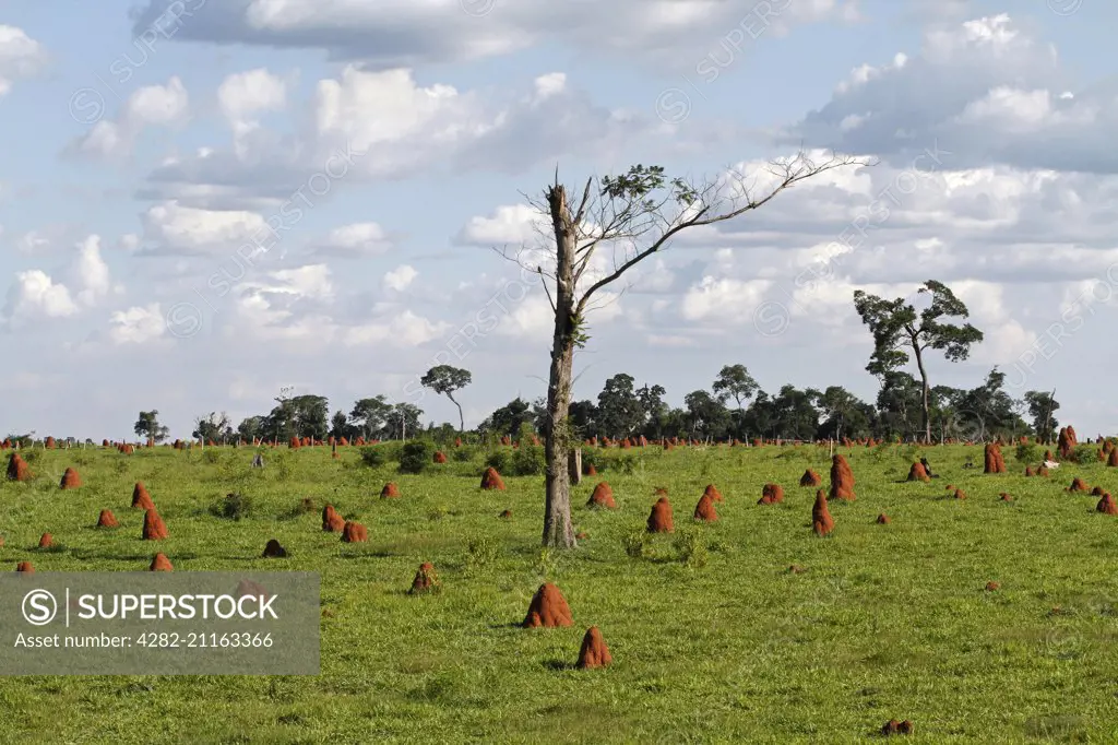 Termite mounds in a field at Curuguaty in Paraguay.