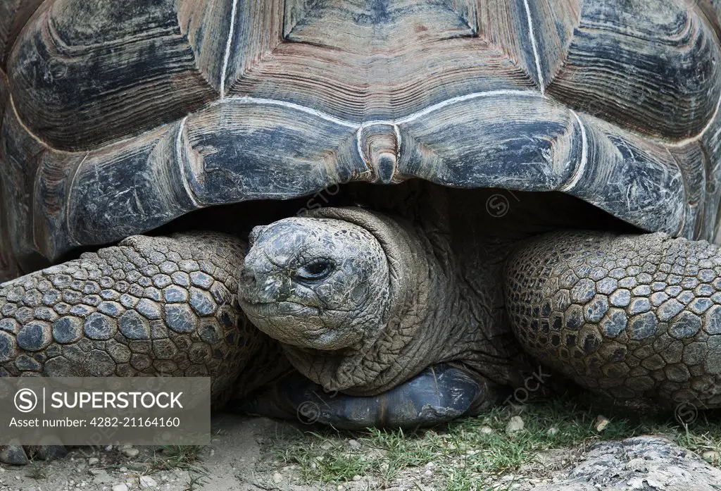 Giant tortoise.