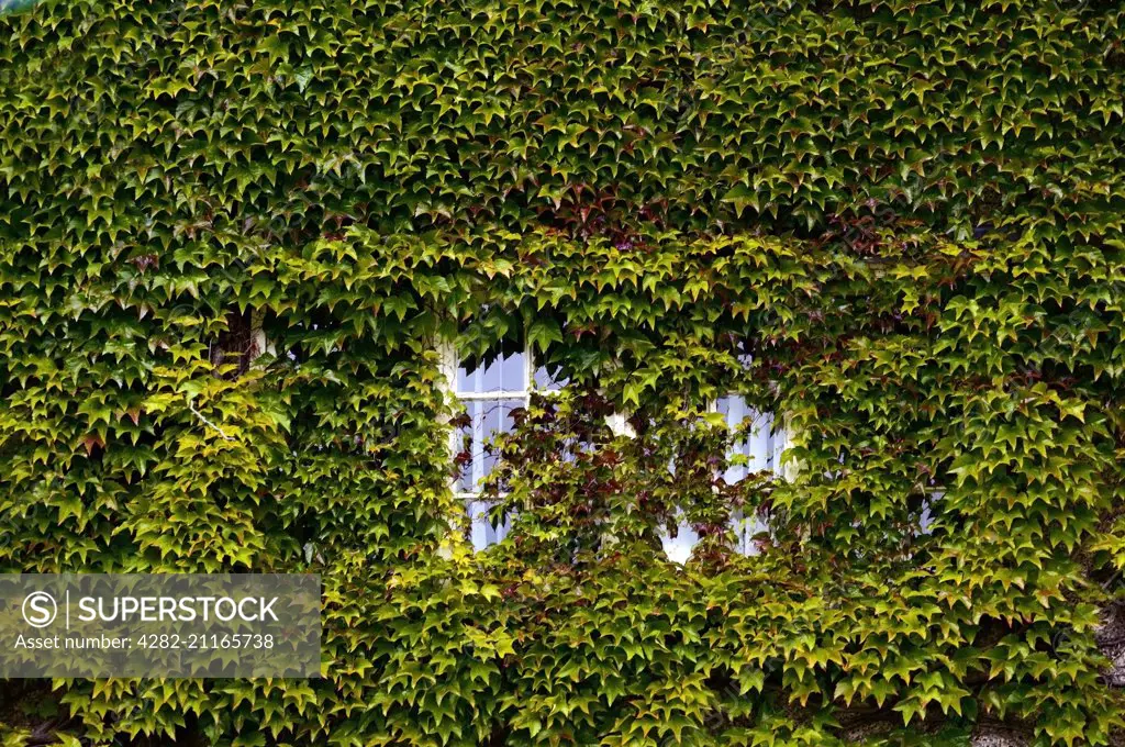 An autumn view of an ivy covered window.