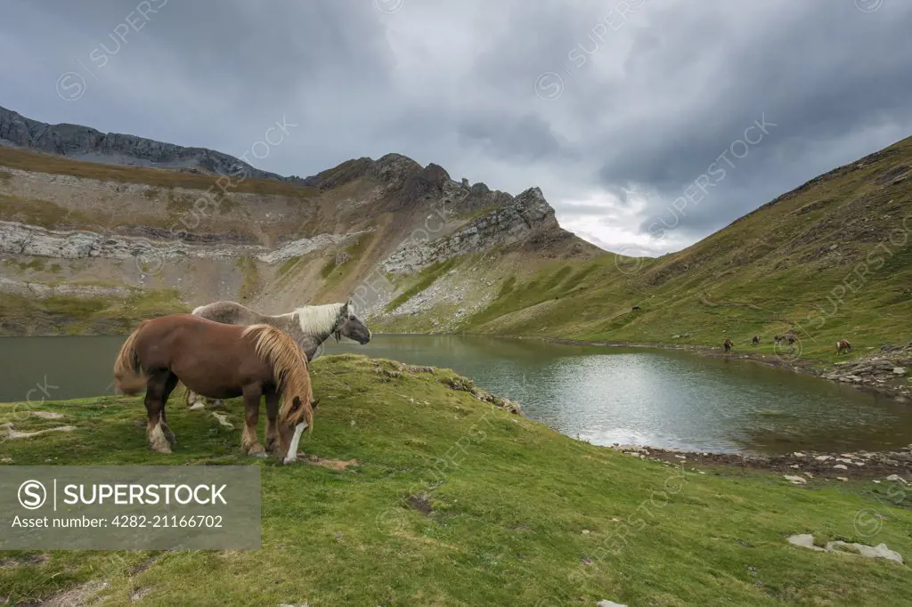 Ponies grazing in the Pyrenees.