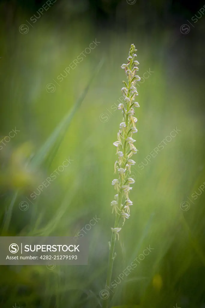 A Man Orchid at Wye NNR in Kent.