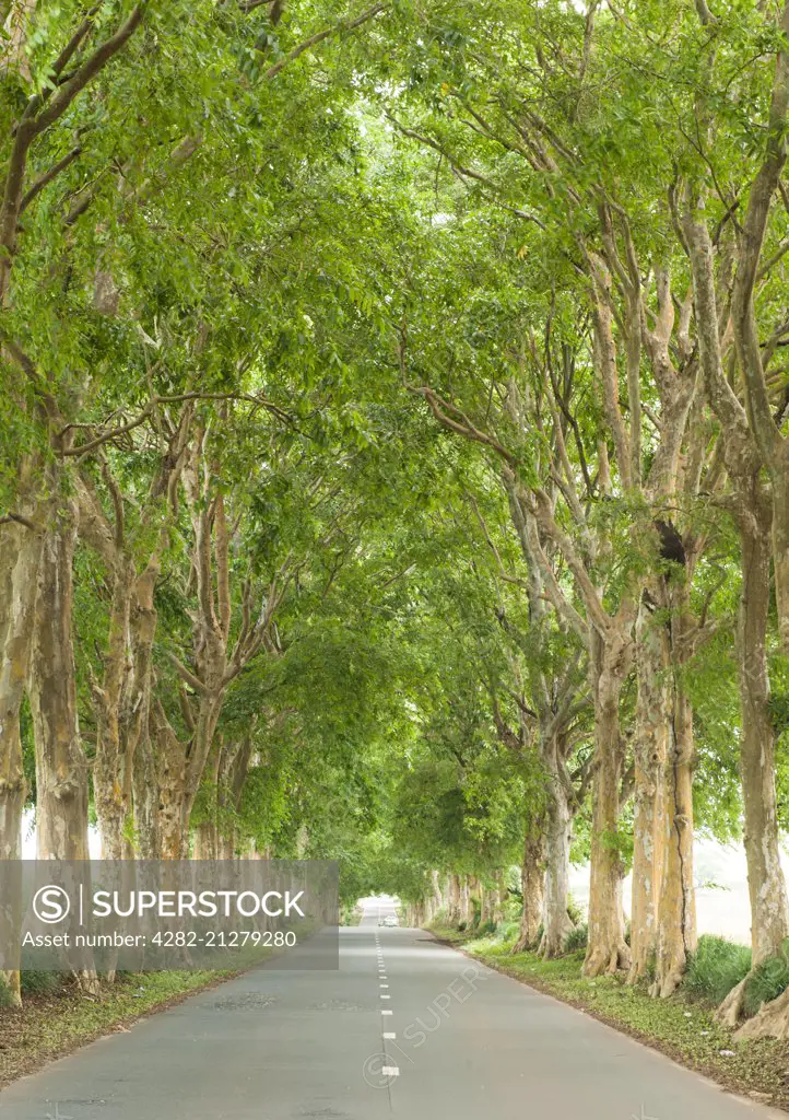 A tree lined road in Mauritius.