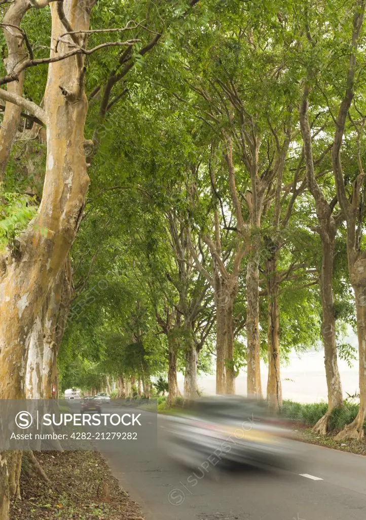 A tree lined road in Mauritius.