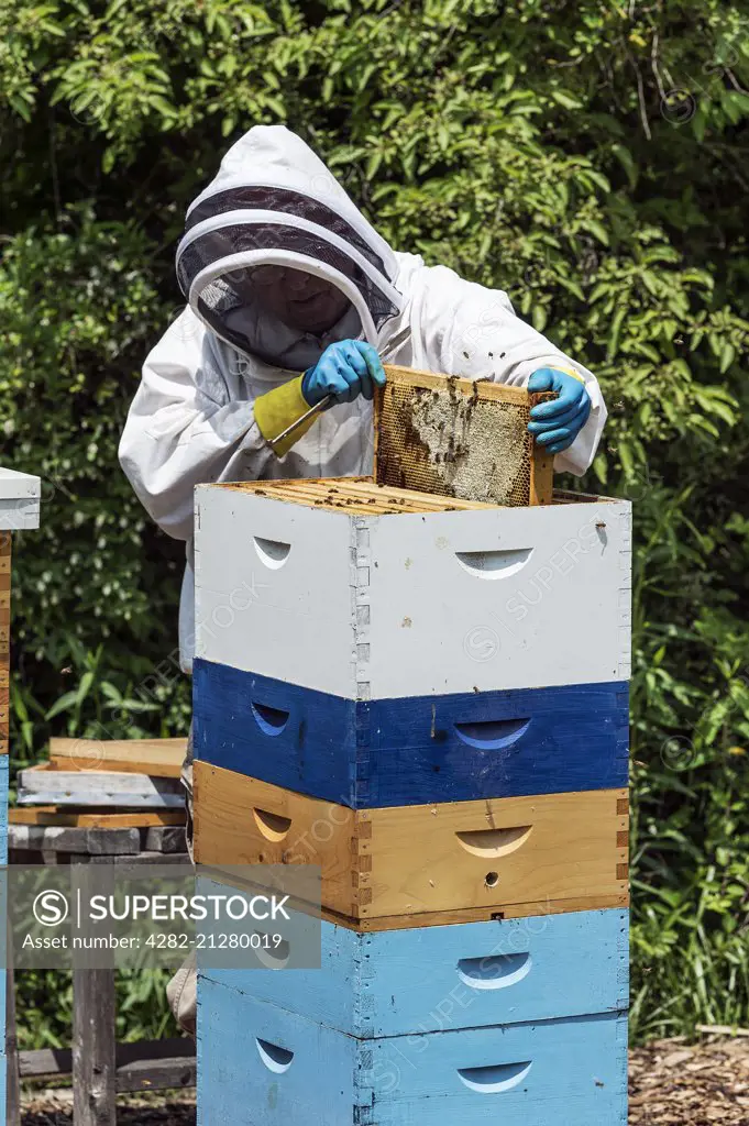 A beekeeper removing frames from a bee hive.