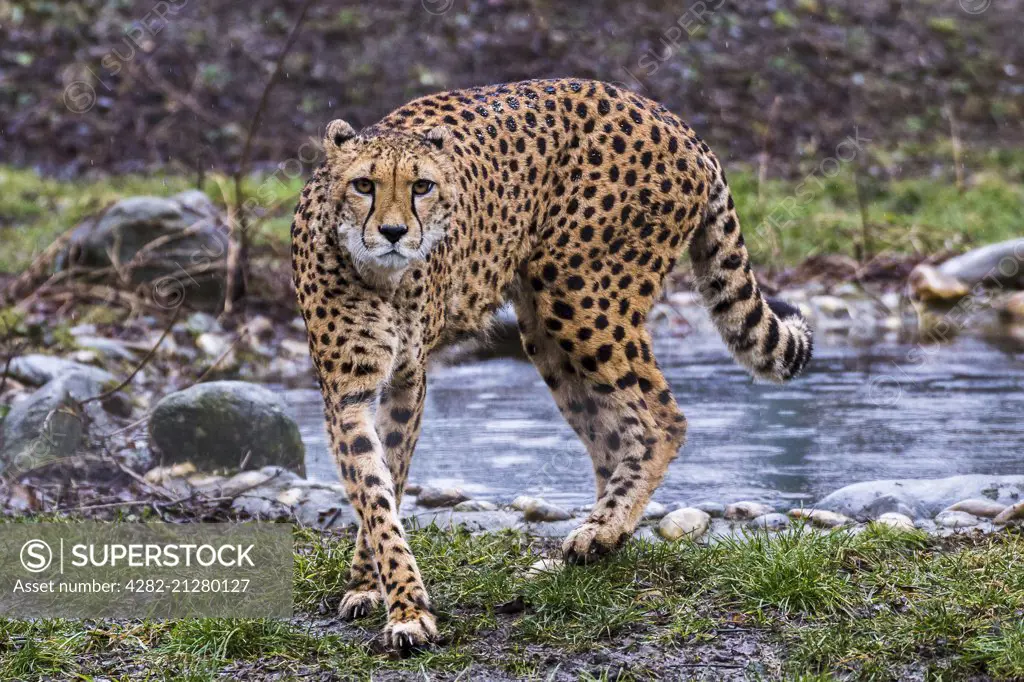 Cheetah seen in the rain at Vienna zoo in Austria.