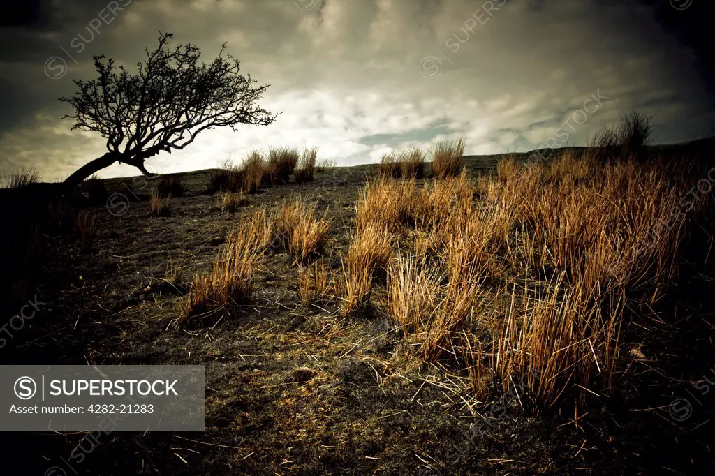 England, Cumbria, The Lake District. A silhouetted tree and mountain grass under a gloomy sky in Cumbria.