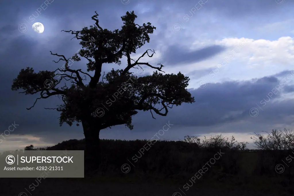 England, Oxfordshire, Oxford. A silhouette of a tree against a moon lit sky in Oxfordshire.