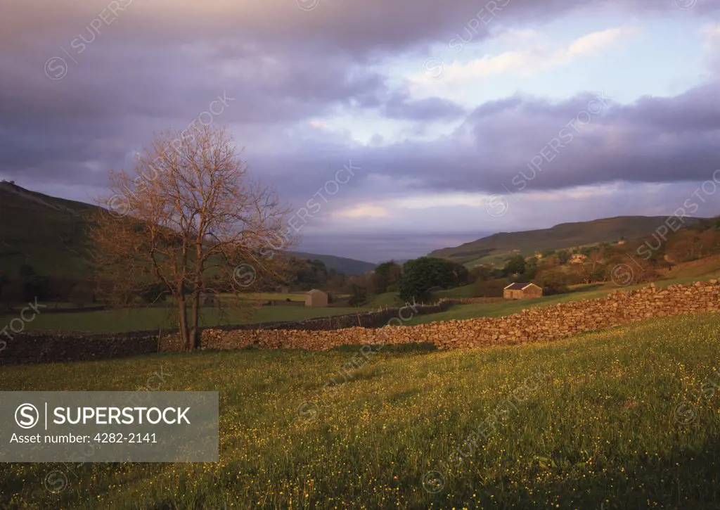 England, North Yorkshire, Swaledale. Evening light strikes a typical Swaledale meadow near Muker in the Yorkshire Dales National Park. Swaledale is one of the northernmost dales in the Yorkshire Dales National Park.