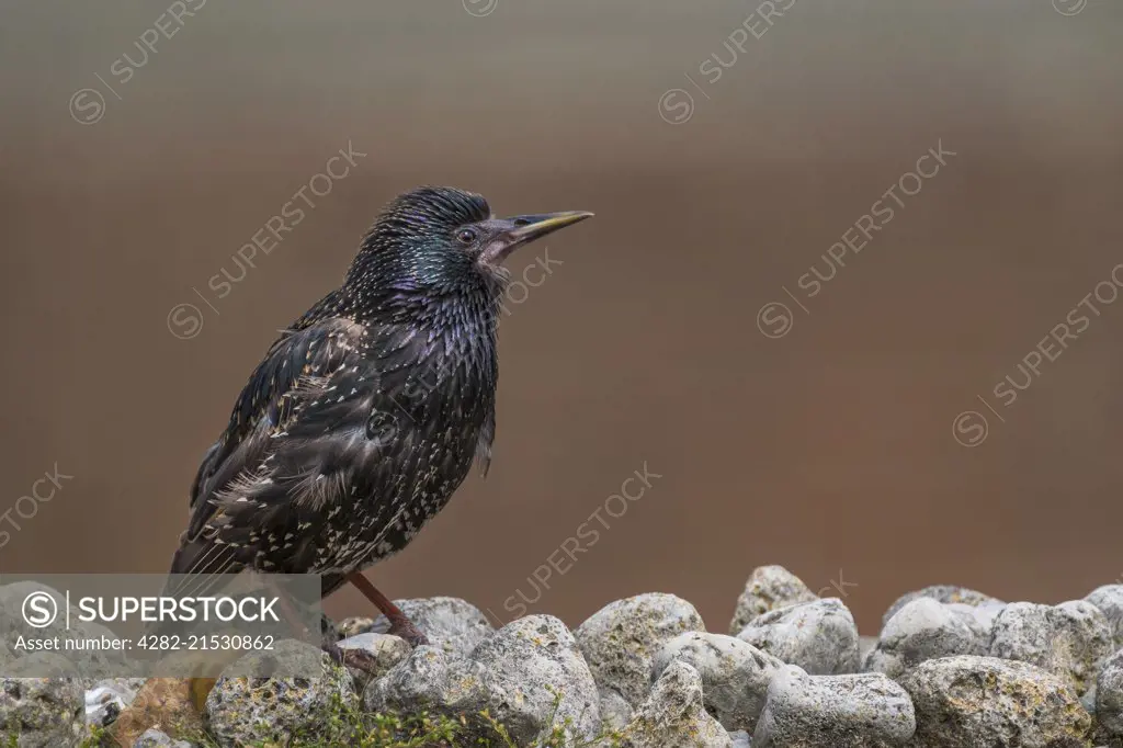 A starling on a stone wall.