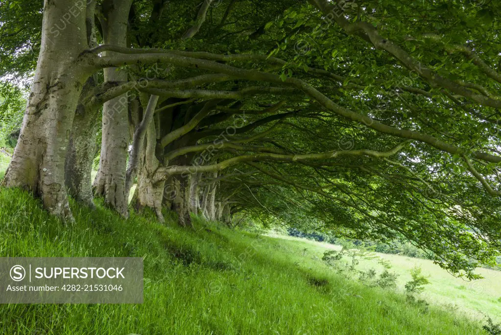 A row of beech trees at Draycott Sleights in the Mendip Hills in Somerset.