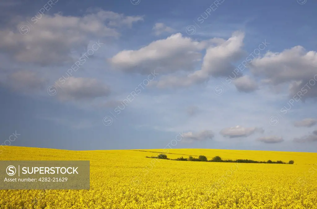 England, Oxfordshire, Banbury. Oil seed rape field in Oxfordshire.