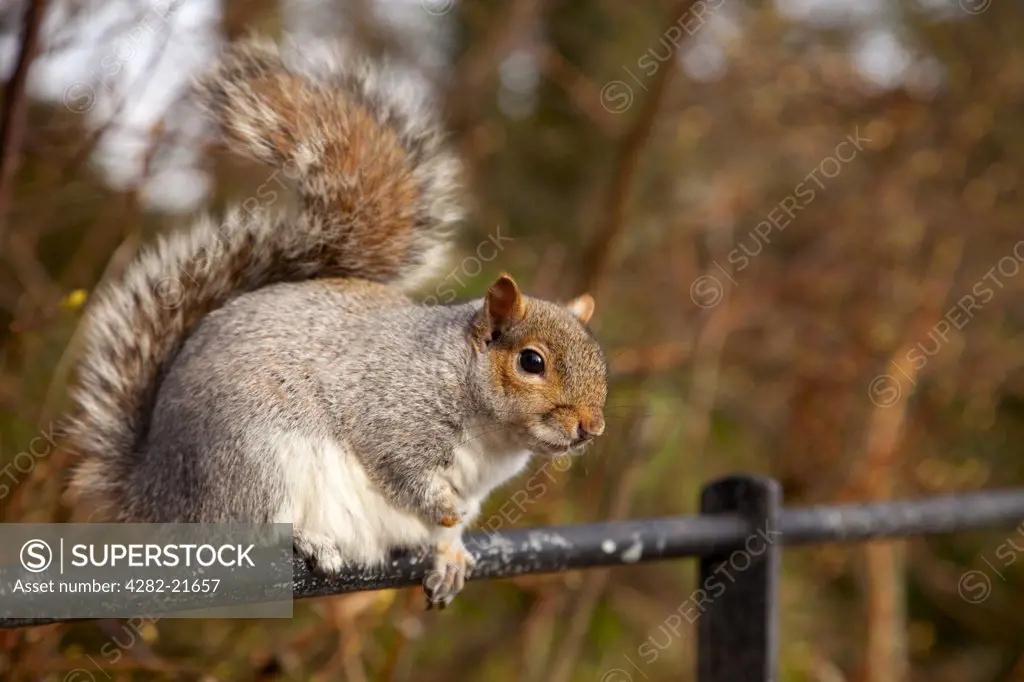 England, East Riding of Yorkshire, Sewerby. Grey squirrel on a fence.
