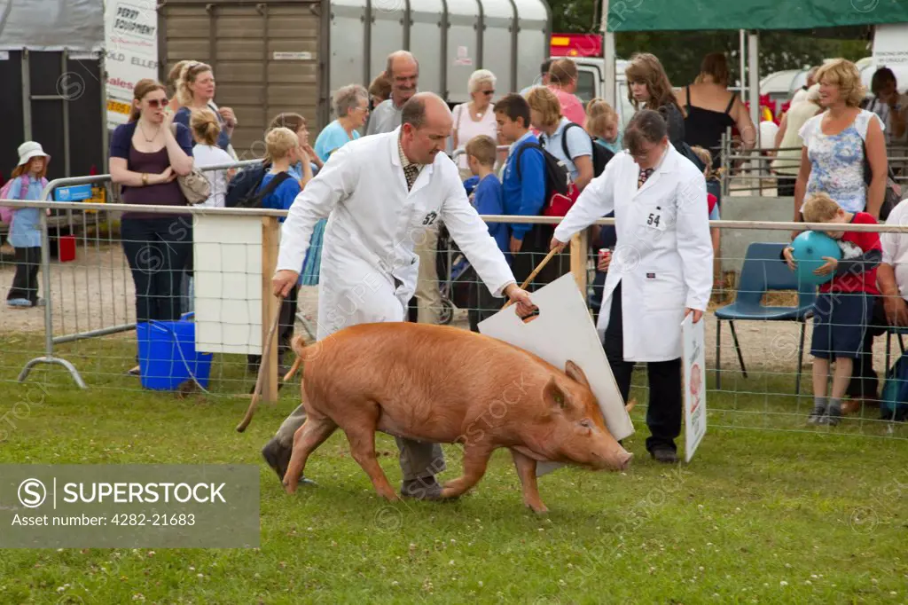 England, East Riding of Yorkshire, Driffield. Pig showing at Driffield Show, the biggest one day agricultural show in the country.