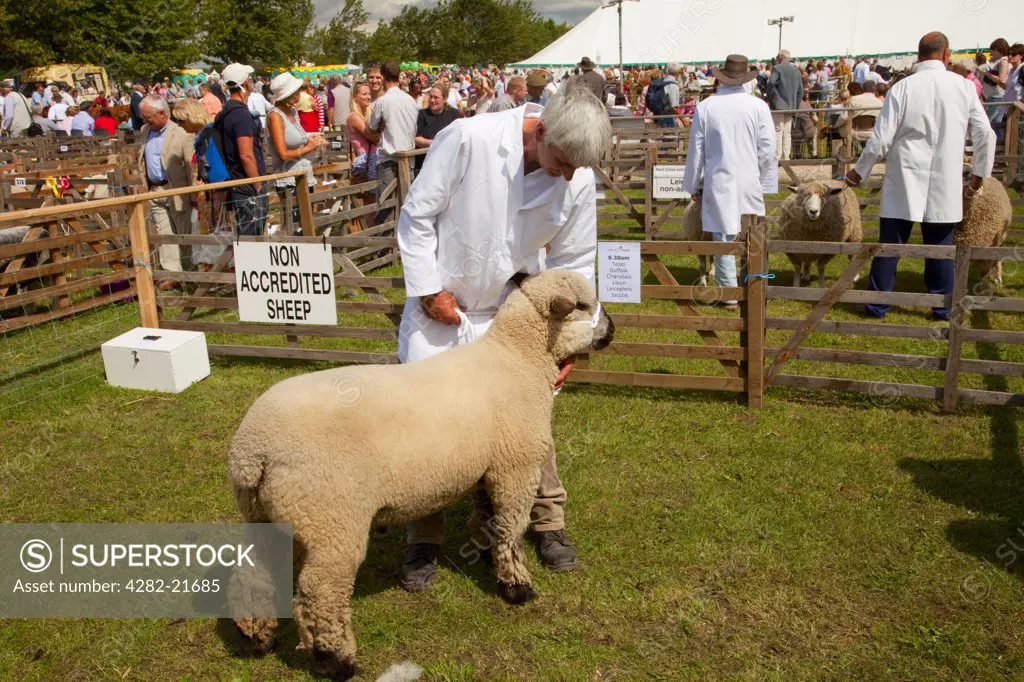 England, East Riding of Yorkshire, Driffield. Sheep judging at Driffield Show, the biggest one day agricultural show in the country.