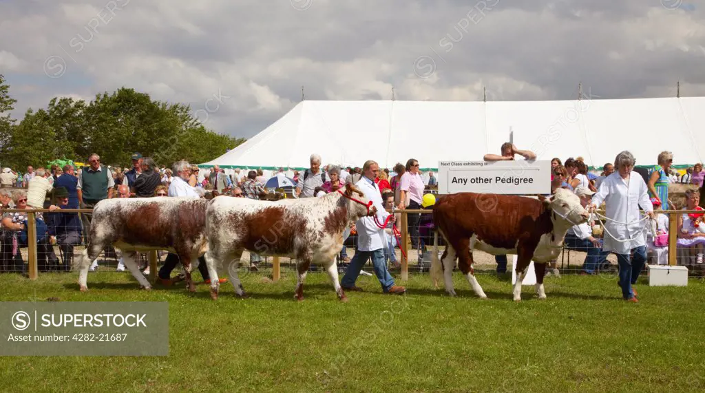 England, East Riding of Yorkshire, Driffield. Bulls being led around a show ring at Driffield Show, the biggest one day agricultural show in the country.