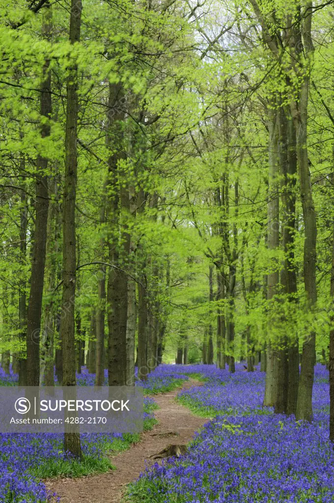 England, Hertfordshire, Dockey Wood. A path leading through Dockey Wood carpeted with Bluebells, on the Ashridge Estate.
