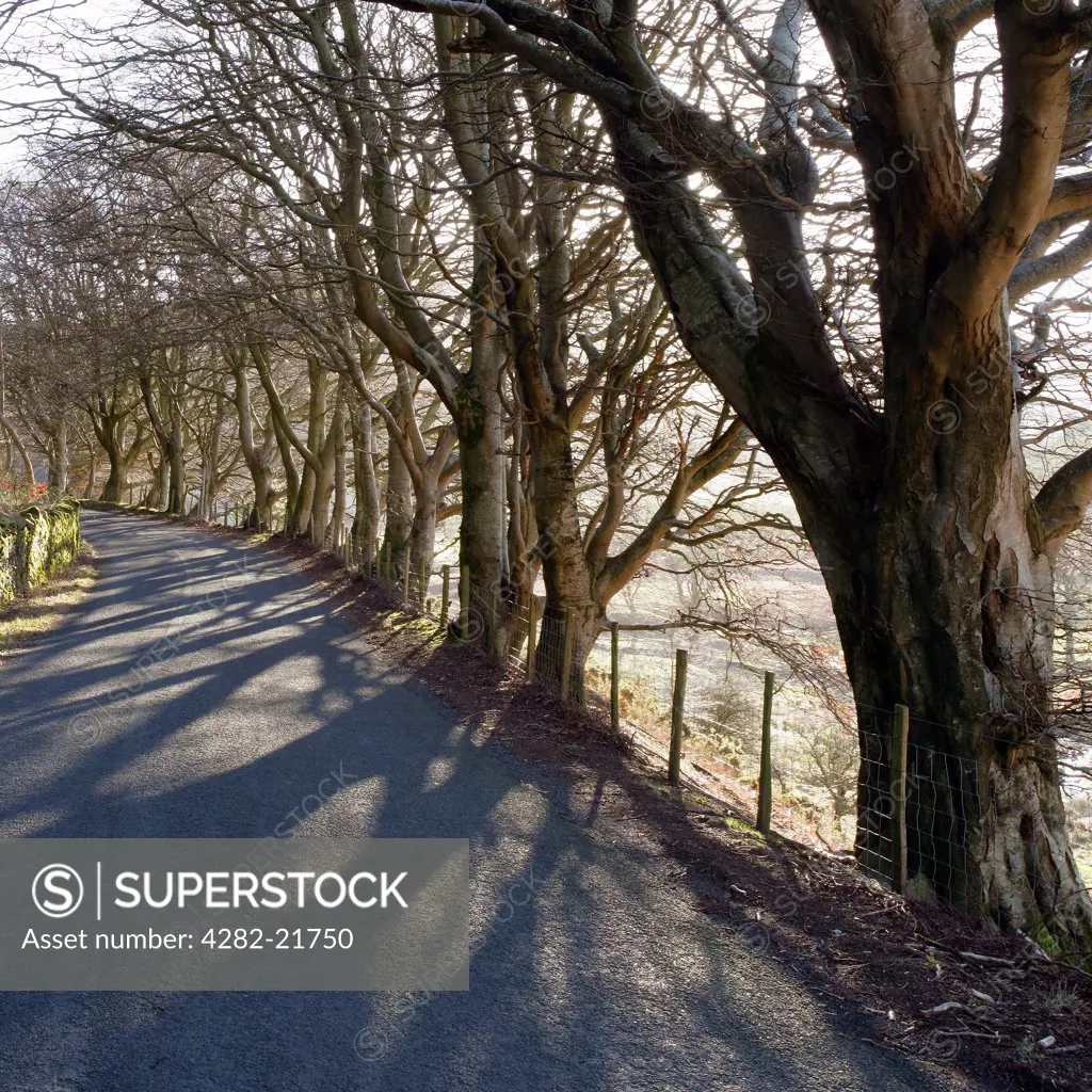 England, Cumbria, Whinlatter. Sunlight filters through bare trees onto a country road in the Lake District.