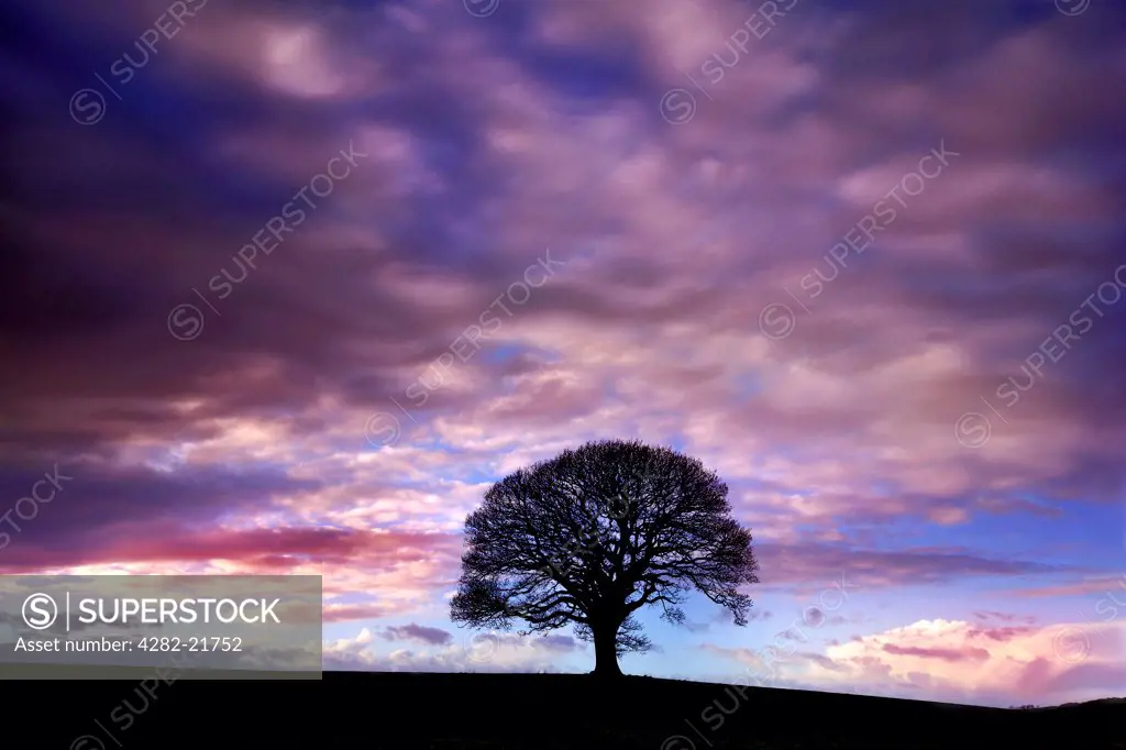 England, Cumbria, Bassenthwaite. Twilight descends over a lone tree on the shore of Lake Bassenthwaite.
