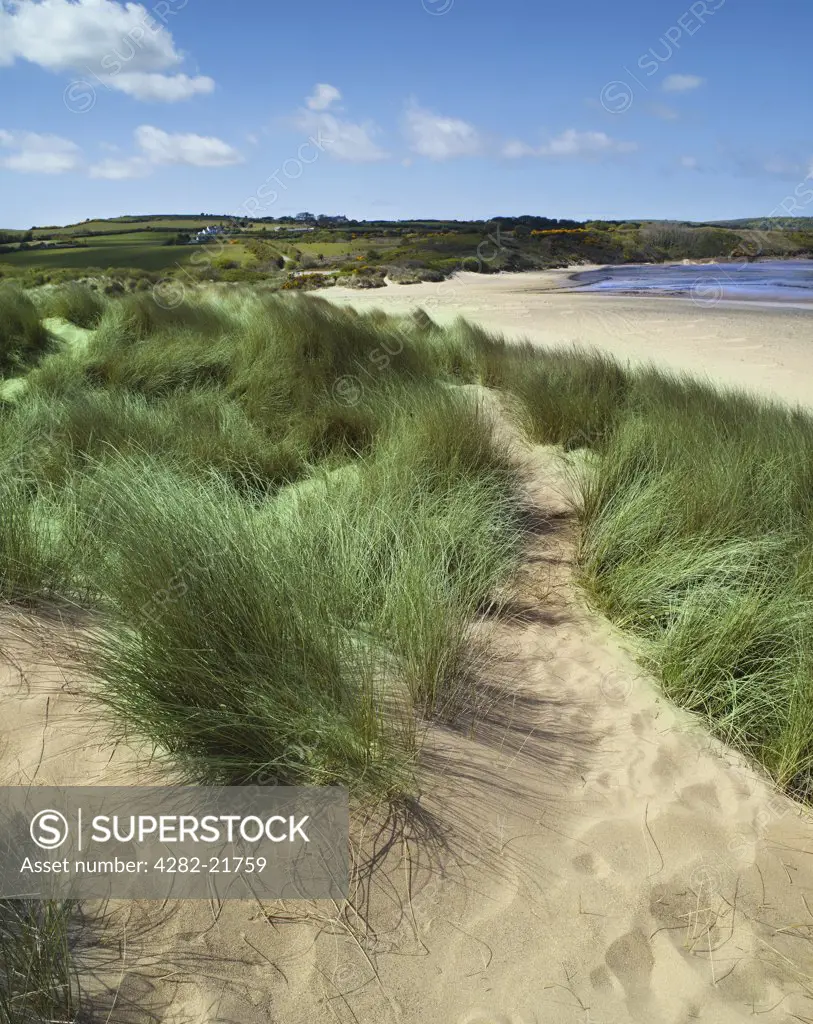 Wales, Anglesey, Lligwy Bay. Grassy sand dunes by the beach at Lligwy Bay on the northern coast of Anglesey.