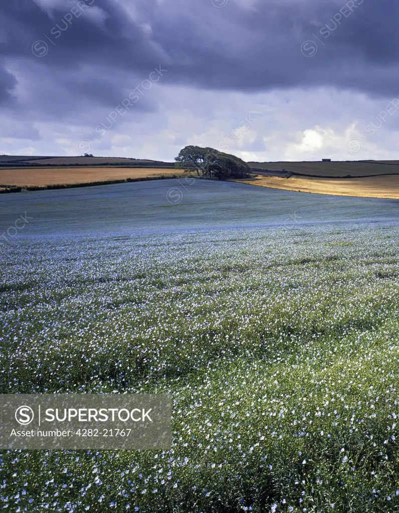 England, Dorset, Weymouth. Patches of sunlight fall across an undulating field of Linseed.