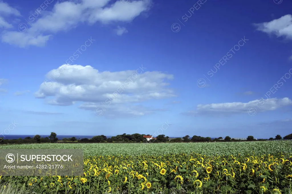 England, North Yorkshire, Robin Hood's Bay. View across a field of sunflowers towards an isolated cottage on the North Yorkshire Coast.