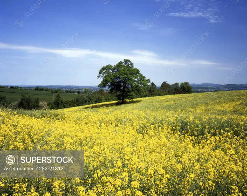 England, Herefordshire, Near Much Marcle. Flowering Rapeseed in a rolling Herefordshire field.