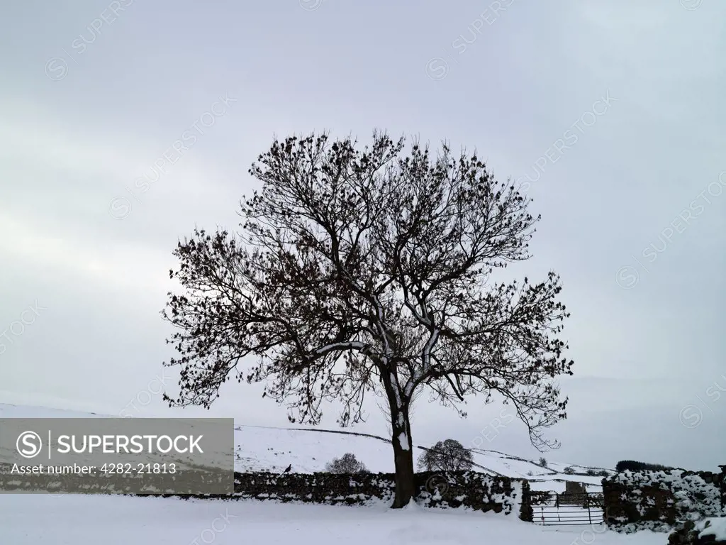 England, North Yorkshire, Near Leyburn. Snow covering the ground by a tree and traditional drystone wall in a remote corner of the Yorkshire Dales in Winter.