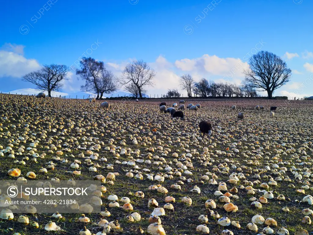England, Cumbria, Near Keswick. Sheep grazing in a field of turnips in the Lake District.