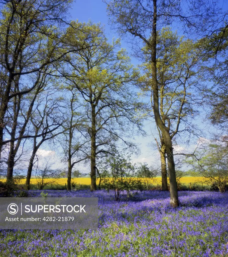 England, Shropshire, Near Shrewsbury. Bluebells in a wooded area in rural Shropshire during late spring.