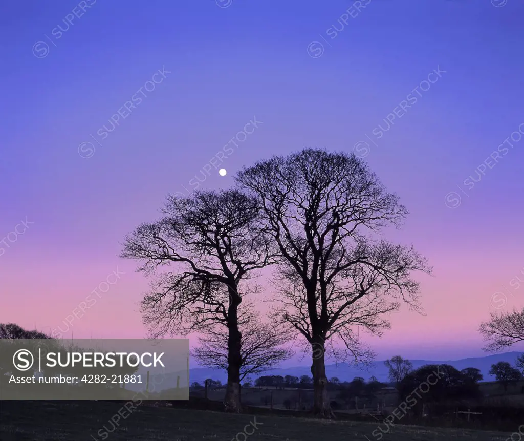 Wales, Denbighshire, Near Denbigh. Dusk descends as a full moon rises on a calm winter evening in rural North Wales.