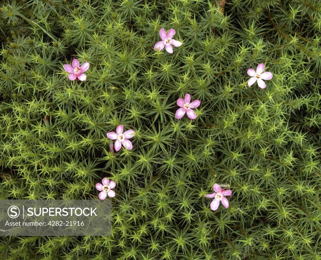England, Merseyside, Thurstaston Common. Wild flowers emerge to decorate a patch of green moss.