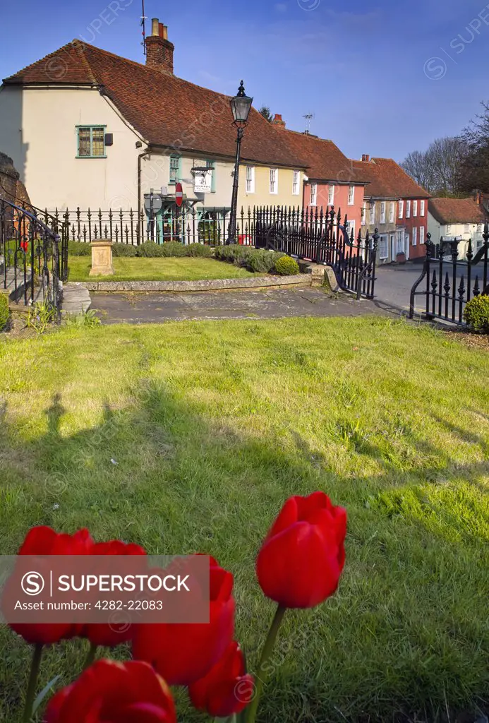 England, Essex, Thaxted. Red tulips and a row of cottages in the village of Thaxted.