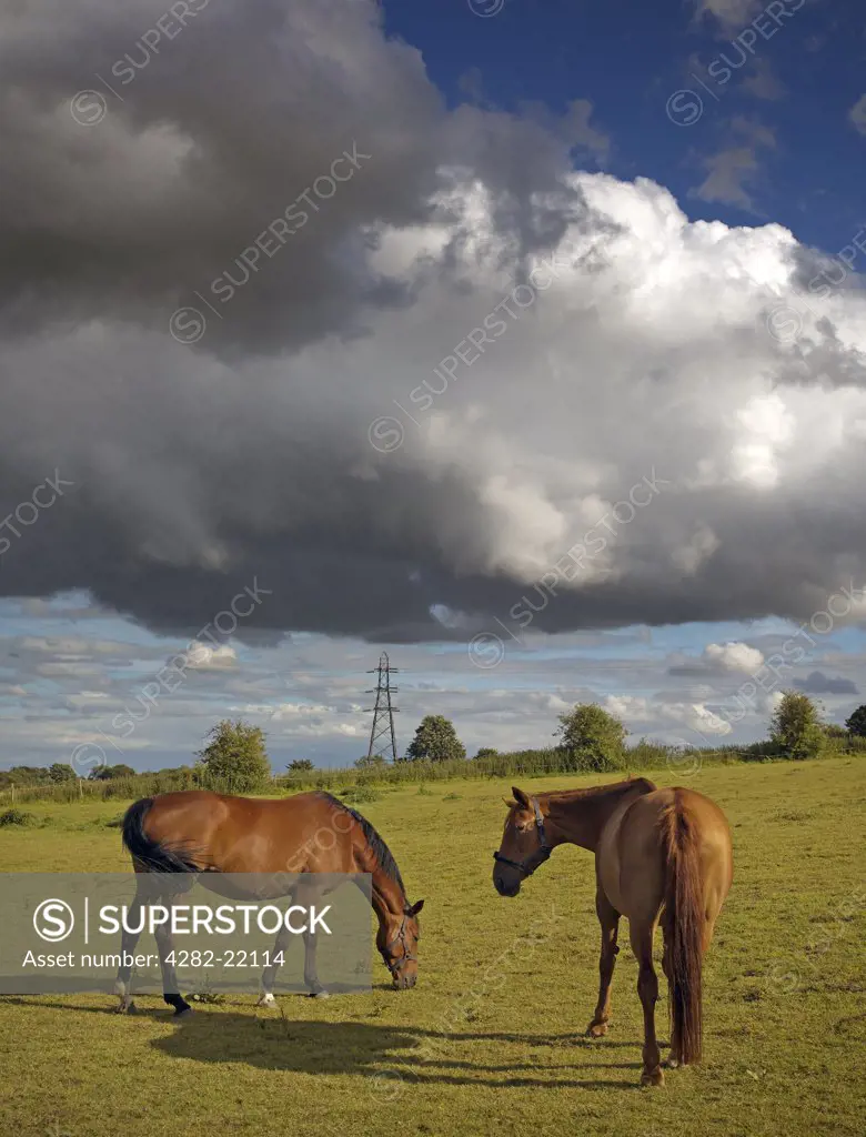 England, Essex, Tiptree. A pair of European warmblood horses in a field in Essex.