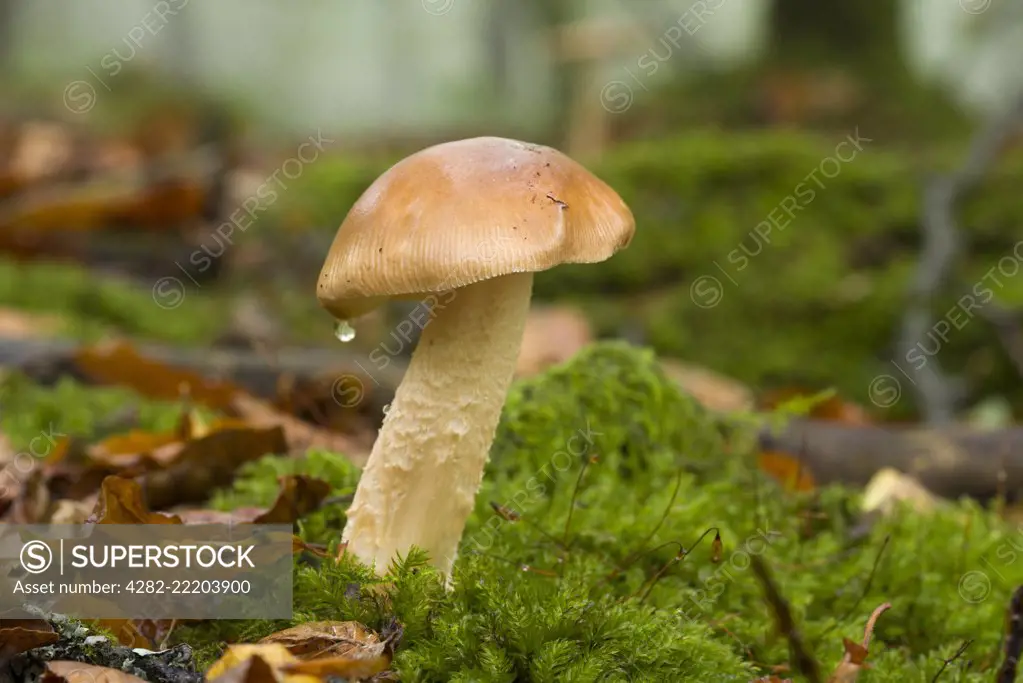 An immature Tawny Grisette Amanita fulva mushroom in Beacon Wood in the Mendip Hills.